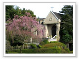 教会に桜が映えます